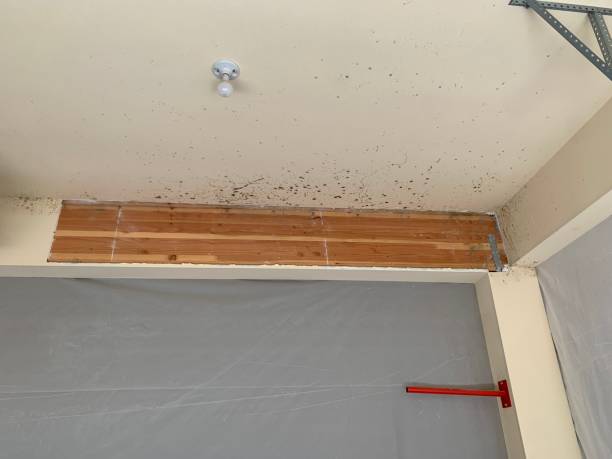 Best Mold Remediation for Vacation Homes  in Aventura, FL