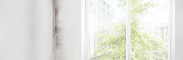 Best Mold Documentation for Insurance Claims  in Aventura, FL