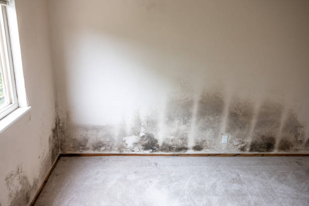Best Asbestos and Lead Testing During Mold Inspection  in Aventura, FL