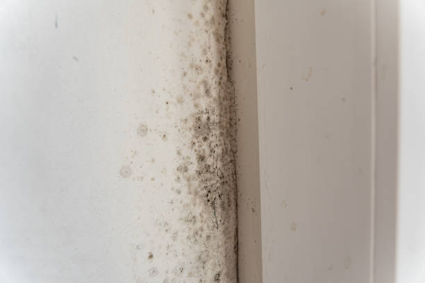 Reliable Aventura, FL Mold Removal Solutions