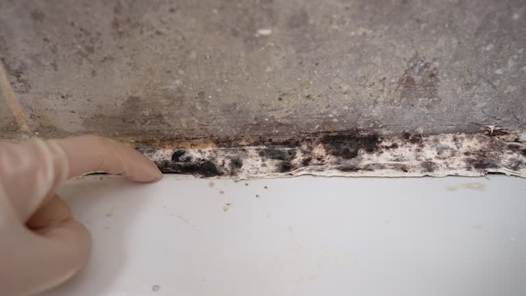 Best Commercial Mold Inspection  in Aventura, FL
